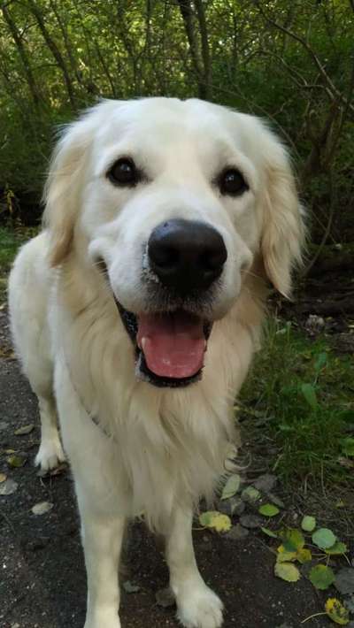 Wo sind die Golden Retriever Liebhaber?-Beitrag-Bild