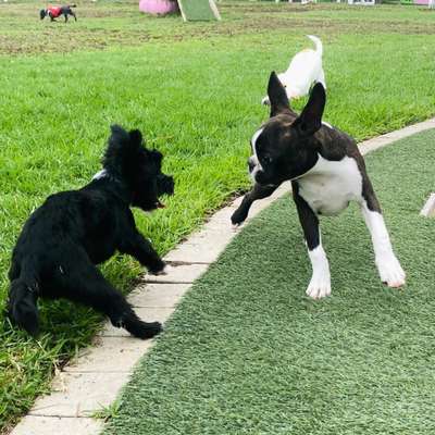 Hundetreffen-Regelmäßige Treffen für kleine Hunde-Bild