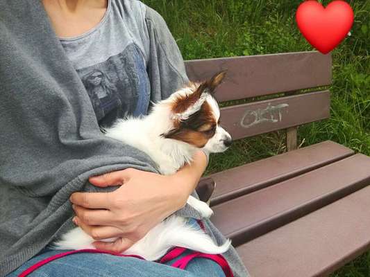 Hundetreffen-Stätzling. Wir würden uns auf souveräne hunde  Bekanntschaften freuen.-Bild