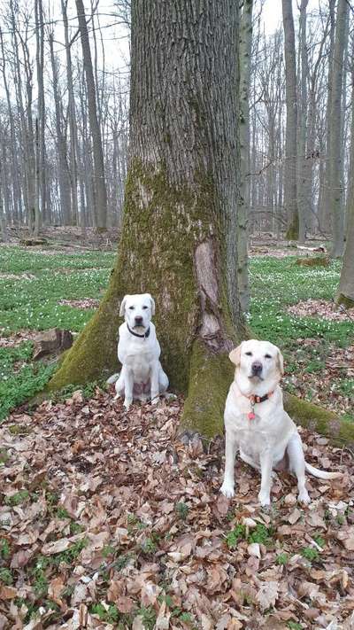 Wo sind meine Labrador Freunde-Beitrag-Bild