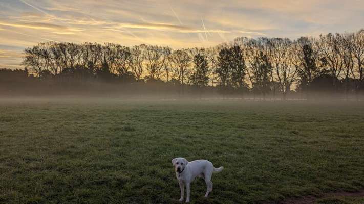 Hundetreffen-Meet Dexter-Bild