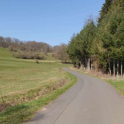 Hundeauslaufgebiet-Wald bei Himmelsberg / Kirchhain-Bild