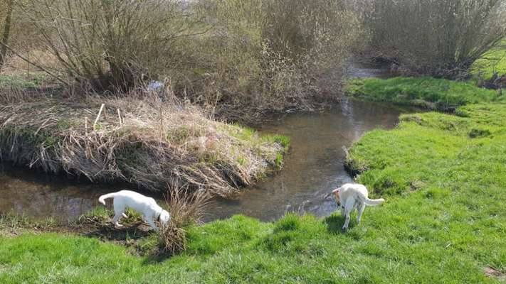 Fotochallenge No. 26                                     Wald und Wiese-Beitrag-Bild