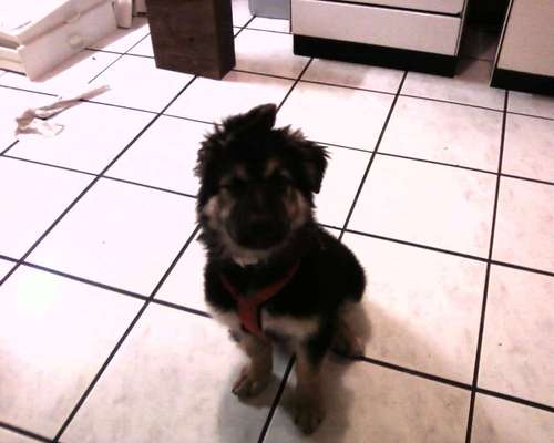 Welpen Bilder !-Beitrag-Bild