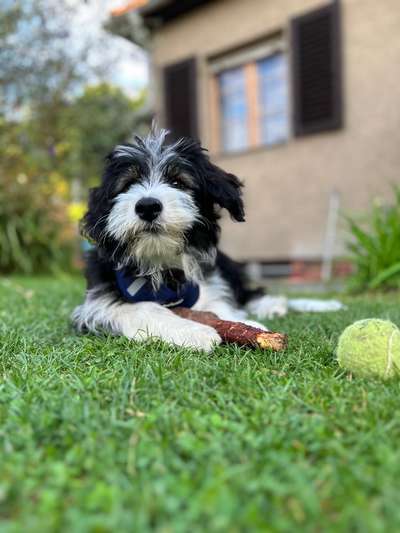 Hundetreffen-Harry sucht Fellnasen-Bild