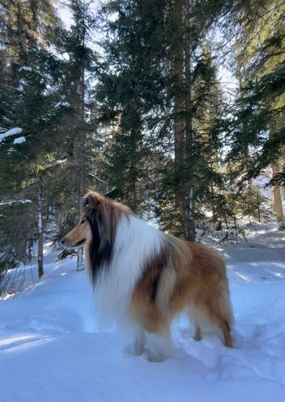 Dogorama Photo Challenge - Es wird nochmal kalt!-Beitrag-Bild