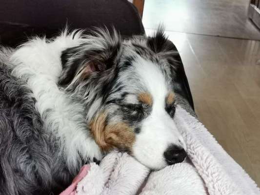 lustige Hunde Fotos-Beitrag-Bild