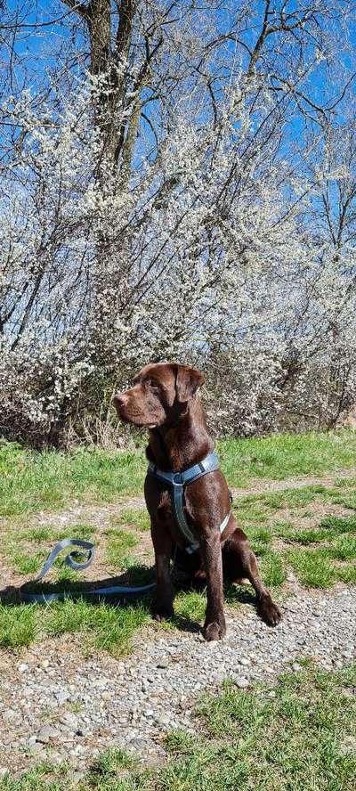 Hundegeschirr-Beitrag-Bild