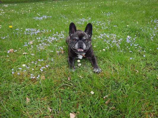 Die Dogorama Monats Challenge "Es grünt und blüht"-Beitrag-Bild