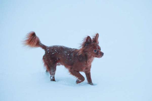 24. Collage-Challenge  *Hund im Schnee*-Beitrag-Bild