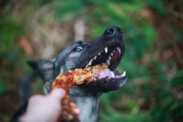 Der Wolf in eurem Hund-Beitrag-Bild