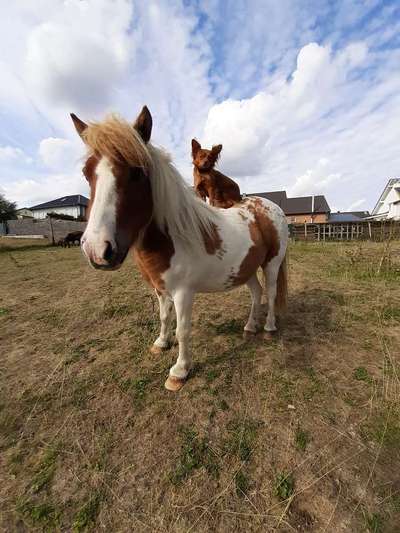 28. Collagen Challenge - andere Tiere-Beitrag-Bild