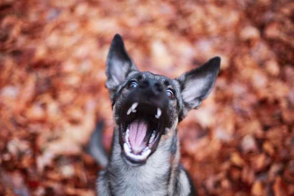 lustige Hunde Fotos-Beitrag-Bild