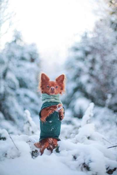 24. Collage-Challenge  *Hund im Schnee*-Beitrag-Bild