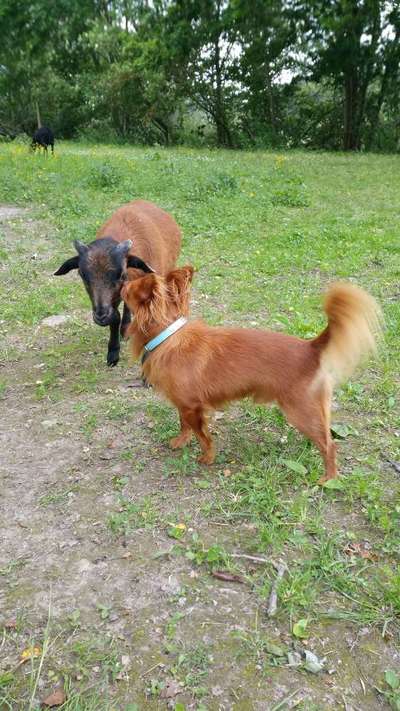 28. Collagen Challenge - andere Tiere-Beitrag-Bild