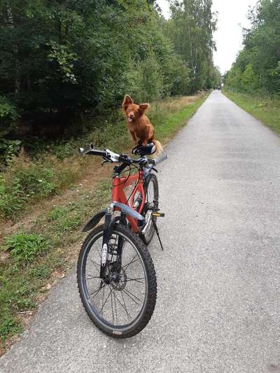 33. Collagen Challenge - Dein Hund und ein Fahrrad-Beitrag-Bild