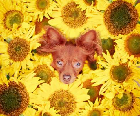 Fotowettbewerb zum Thema "Sonne"-Beitrag-Bild