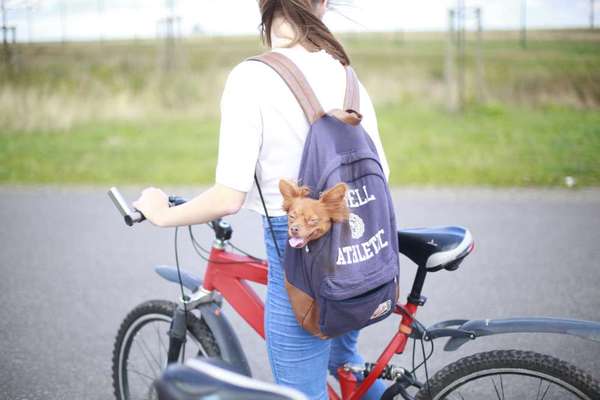 33. Collagen Challenge - Dein Hund und ein Fahrrad-Beitrag-Bild