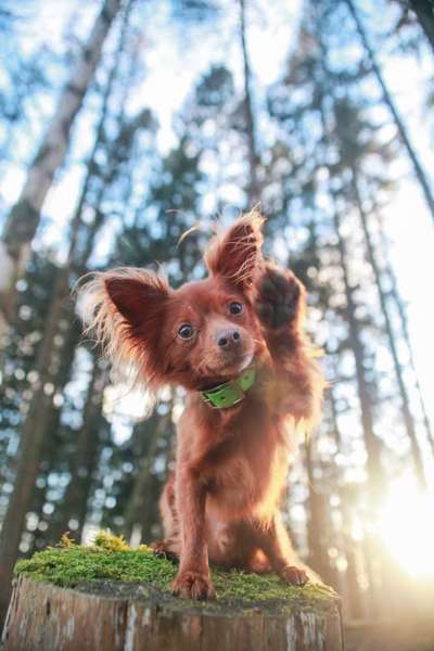 31. Collagen Challenge - Bänke/ Steine /Baumstümpfe-Beitrag-Bild