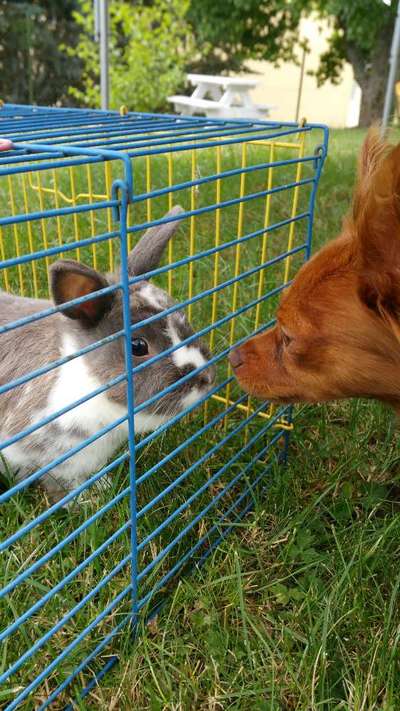 28. Collagen Challenge - andere Tiere-Beitrag-Bild