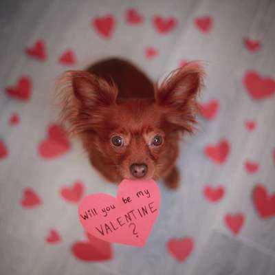 Valentins Wuffis-Beitrag-Bild