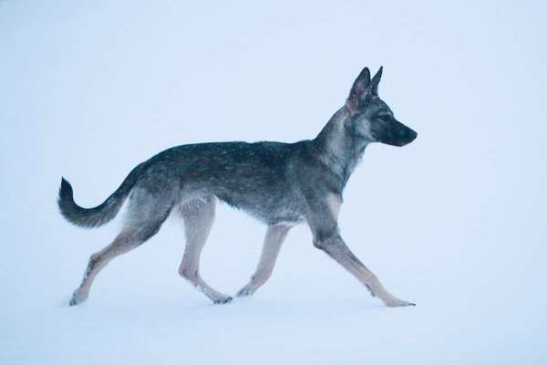 Mischlingshunde Foto Aufruf-Beitrag-Bild