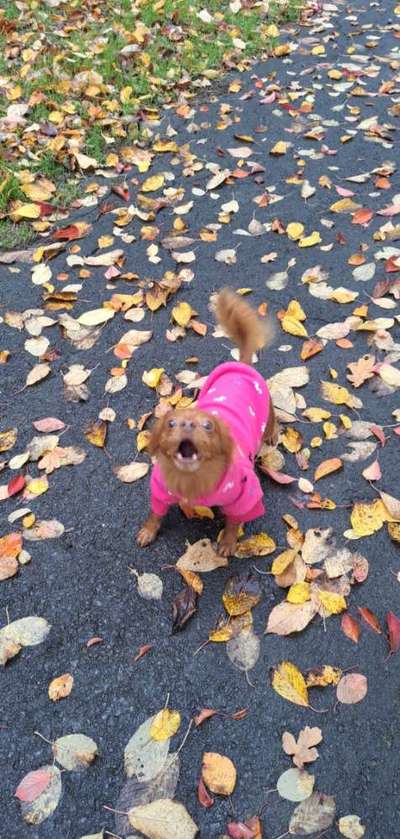 Lustigsten Bilder-Beitrag-Bild