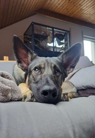 35.Collagen Challenge:„Bettelblick"-Beitrag-Bild