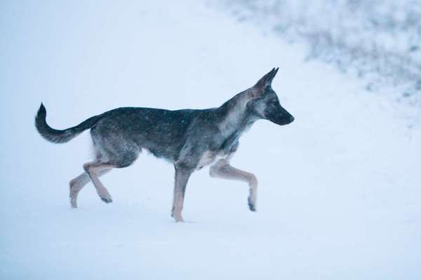 Der Wolf in eurem Hund-Beitrag-Bild