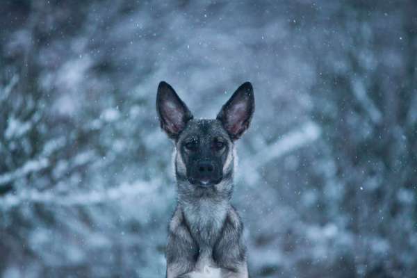 24. Collage-Challenge  *Hund im Schnee*-Beitrag-Bild