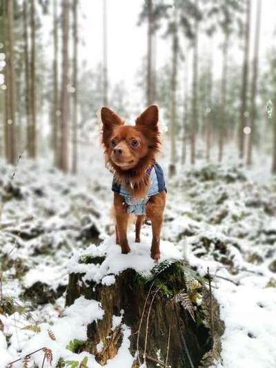 24. Collage-Challenge  *Hund im Schnee*-Beitrag-Bild