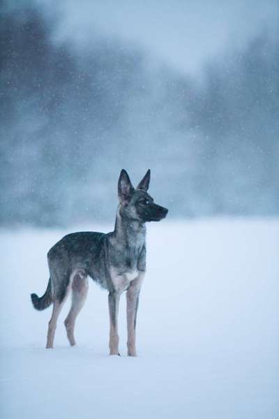 Schnee Foto-Beitrag-Bild