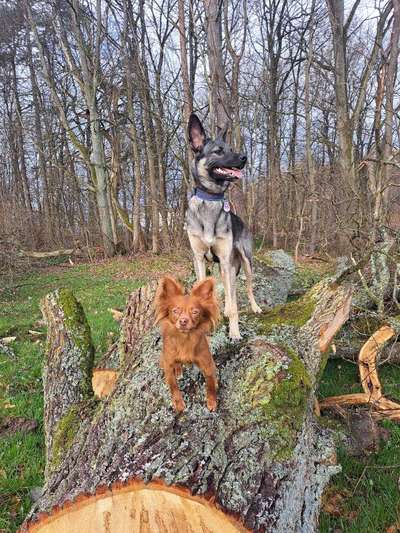 31. Collagen Challenge - Bänke/ Steine /Baumstümpfe-Beitrag-Bild