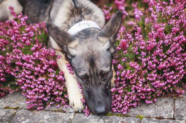 35.Collagen Challenge:„Bettelblick"-Beitrag-Bild