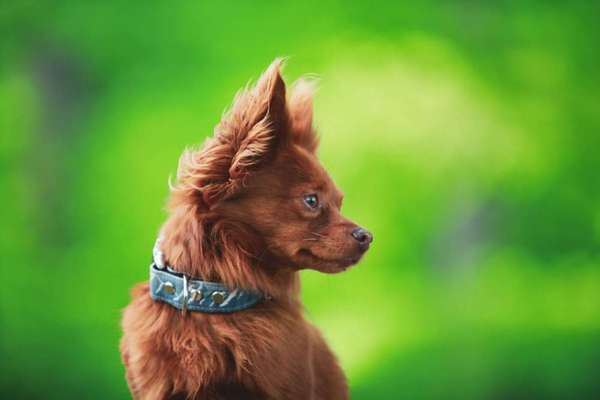 23. Collagen-Challenge: Portraits-Beitrag-Bild