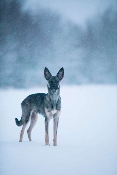 Deutsche Schäferhunde, Belgische Schäferhunde.-Beitrag-Bild