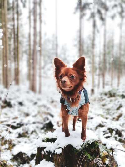 31. Collagen Challenge - Bänke/ Steine /Baumstümpfe-Beitrag-Bild