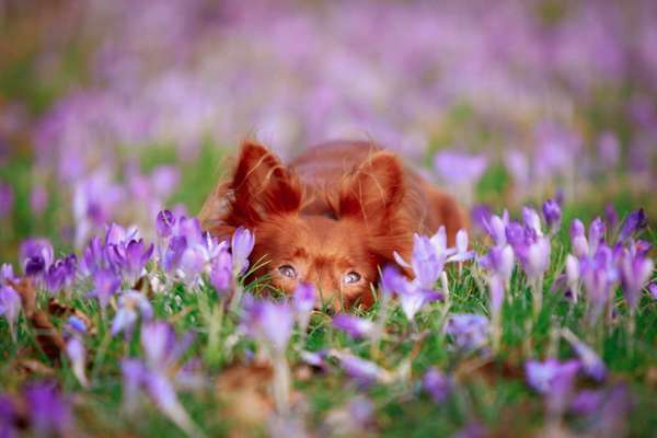 Dogorama Photo Challenge - die ersten Frühjahrsblumen-Beitrag-Bild