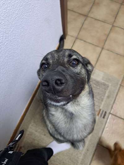 35.Collagen Challenge:„Bettelblick"-Beitrag-Bild