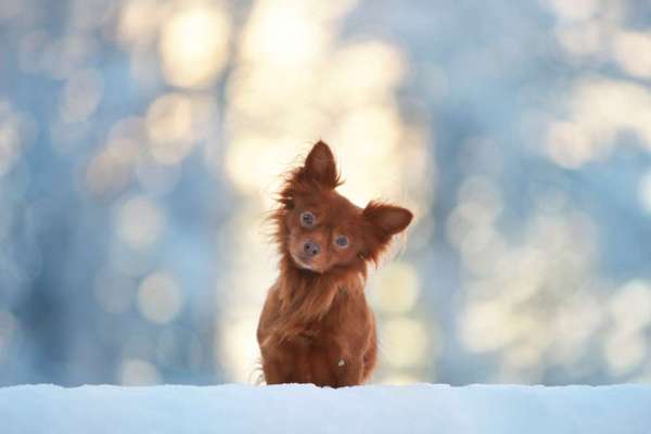 Hundebilder-Beitrag-Bild