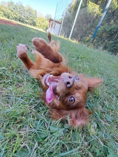 Lustigsten Bilder-Beitrag-Bild