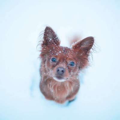 Schnee Foto-Beitrag-Bild