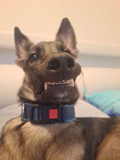 20. Collagen Challenge - "Lustige Schnappschüsse"-Beitrag-Bild