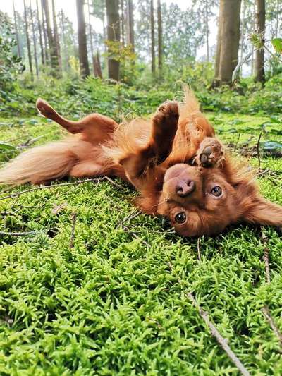 Dogorama Photo Challenge - Wälzen-Beitrag-Bild