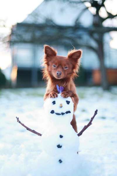 24. Collage-Challenge  *Hund im Schnee*-Beitrag-Bild