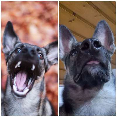 18. Collagen Challenge - Zunge raus!-Beitrag-Bild