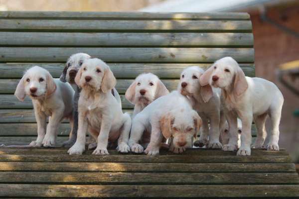 Fotochallenge - fremde Hunde-Beitrag-Bild