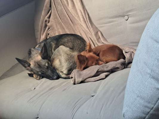 Dogorama Photo Challenge - Rund-Beitrag-Bild