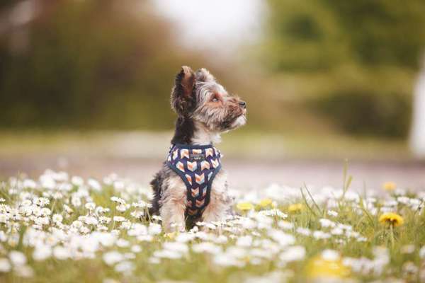 Fotochallenge - fremde Hunde-Beitrag-Bild