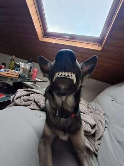 20. Collagen Challenge - "Lustige Schnappschüsse"-Beitrag-Bild